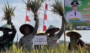 tradisi-labuh-padi-di-bandung-tulungagung-wujud-syukur-panen-raya-54747