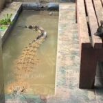 Evolusi Pemeliharaan Coki, Buaya 2 Meter di Teras Rumah