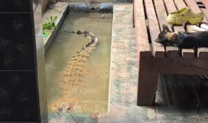 Evolusi Pemeliharaan Coki, Buaya 2 Meter di Teras Rumah