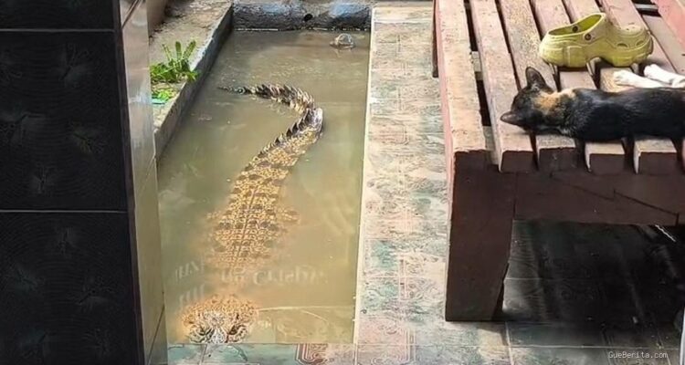 Evolusi Pemeliharaan Coki, Buaya 2 Meter di Teras Rumah