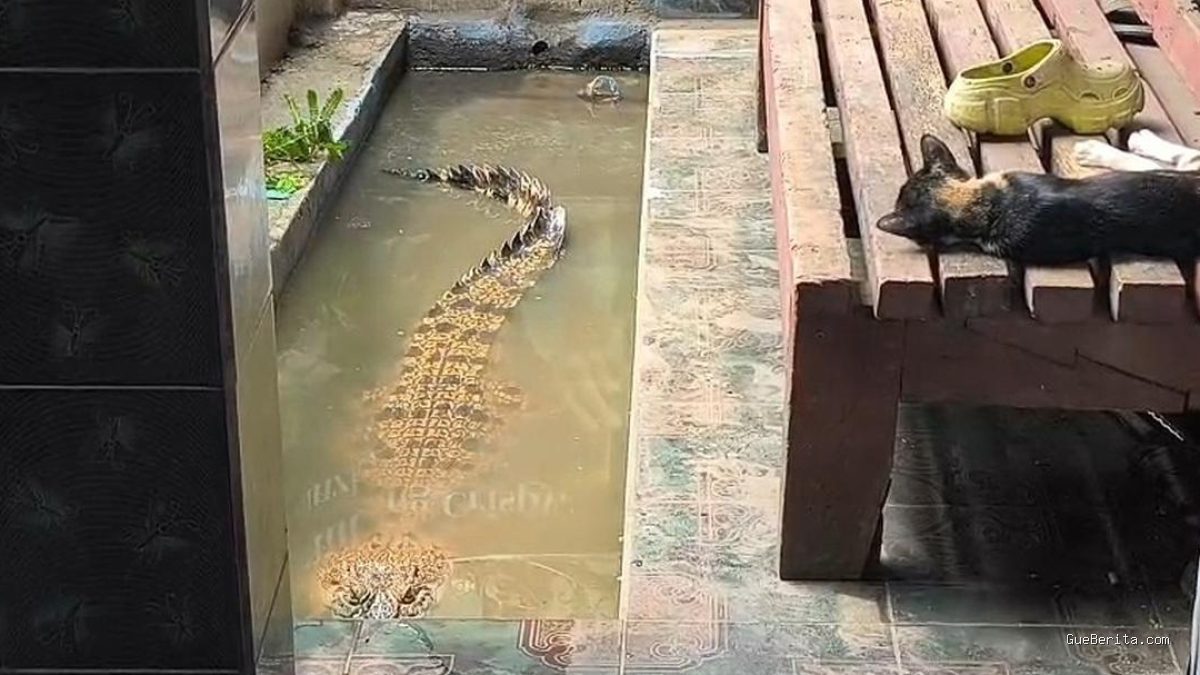 Evolusi Pemeliharaan Coki, Buaya 2 Meter di Teras Rumah