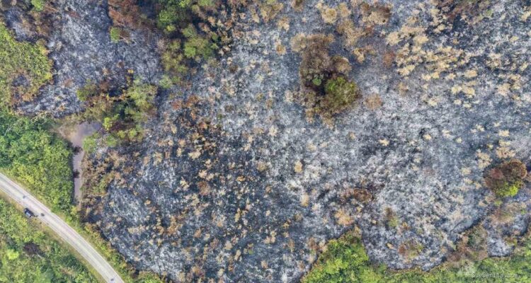 Kebakaran Hutan Kalbar: Luas Lahan Terdampak Capai 48 Ribu Hektare