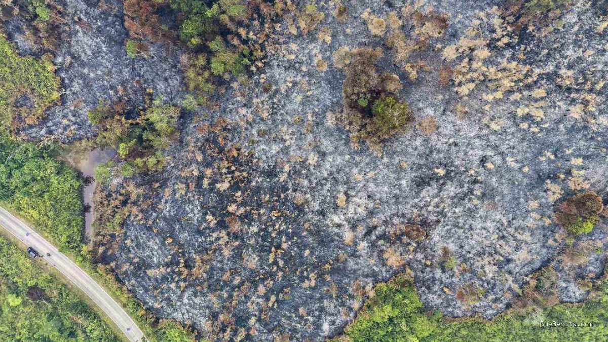 Kebakaran Hutan Kalbar: Luas Lahan Terdampak Capai 48 Ribu Hektare