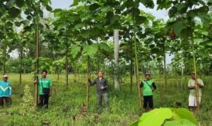agroforestri-dan-silvopasture-solusi-indonesia-untuk-degradasi-lahan-global-96583